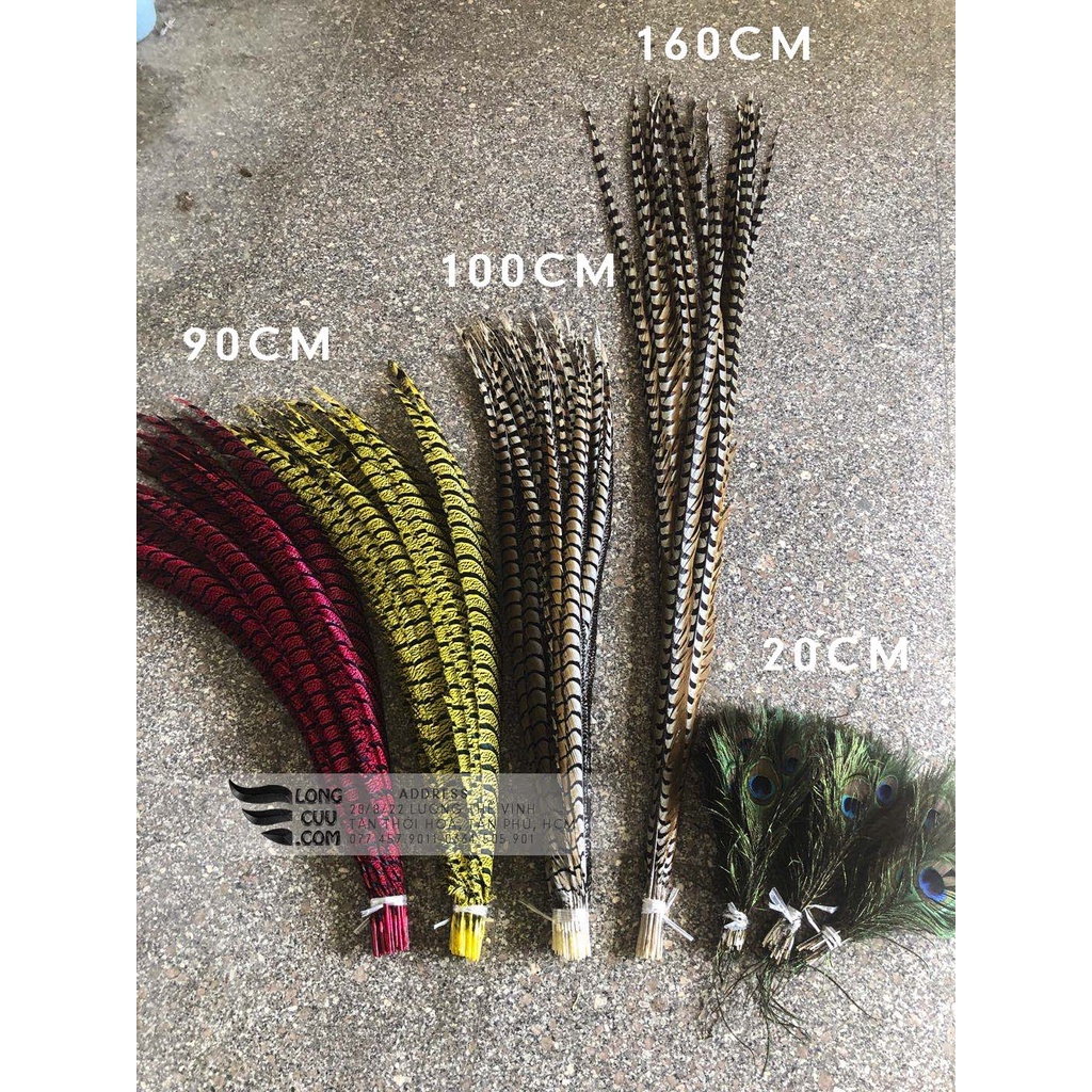 Chiều dài lông chim trĩ