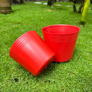 Chậu nhựa ươm cây